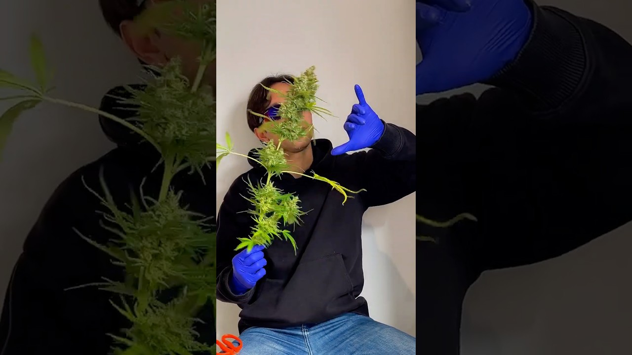 Resultados de 4 plantas con LST - Papaya Zoap F1 Fast Version&reg; de Sweet Seeds&reg;