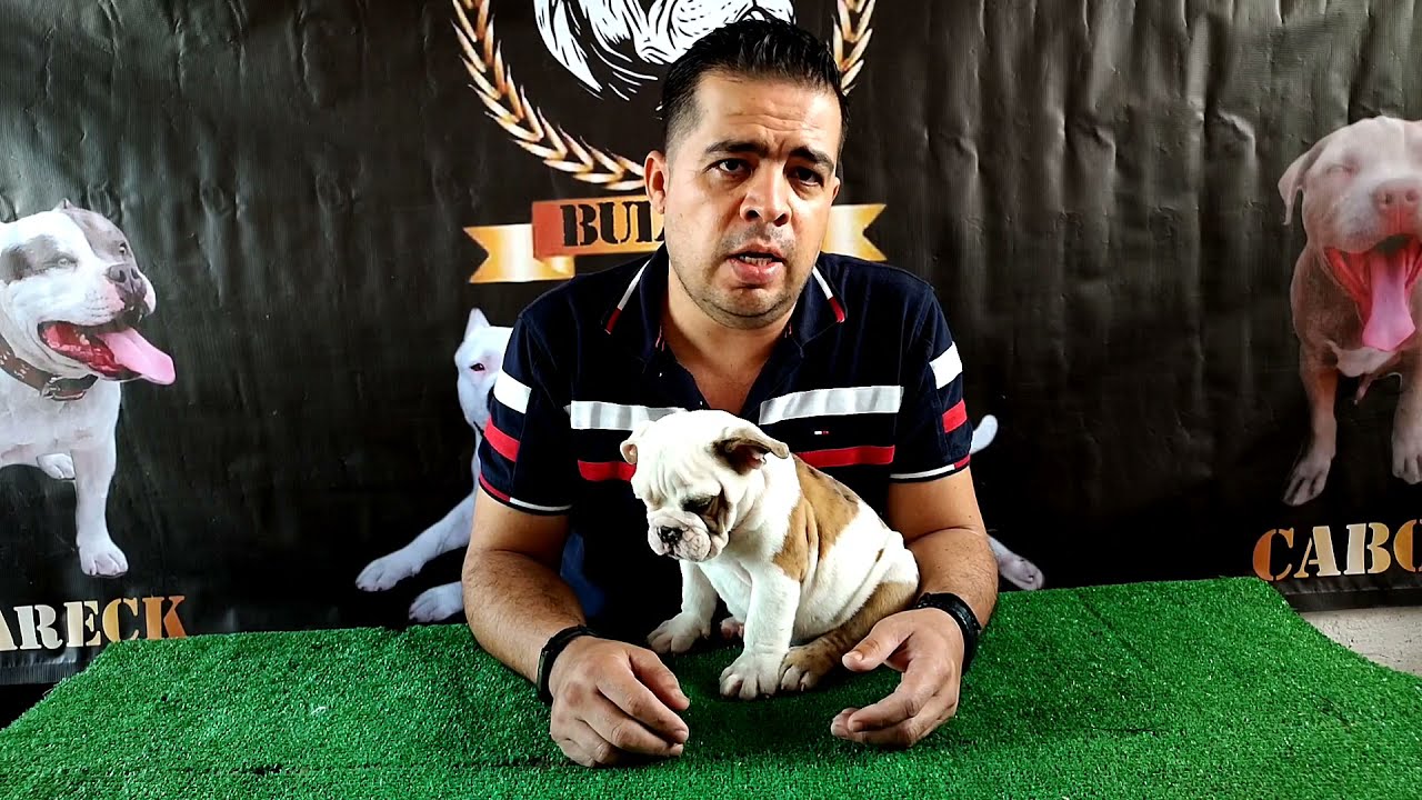 cómo preparar papilla para cachorros ,american bully o  bulldog
