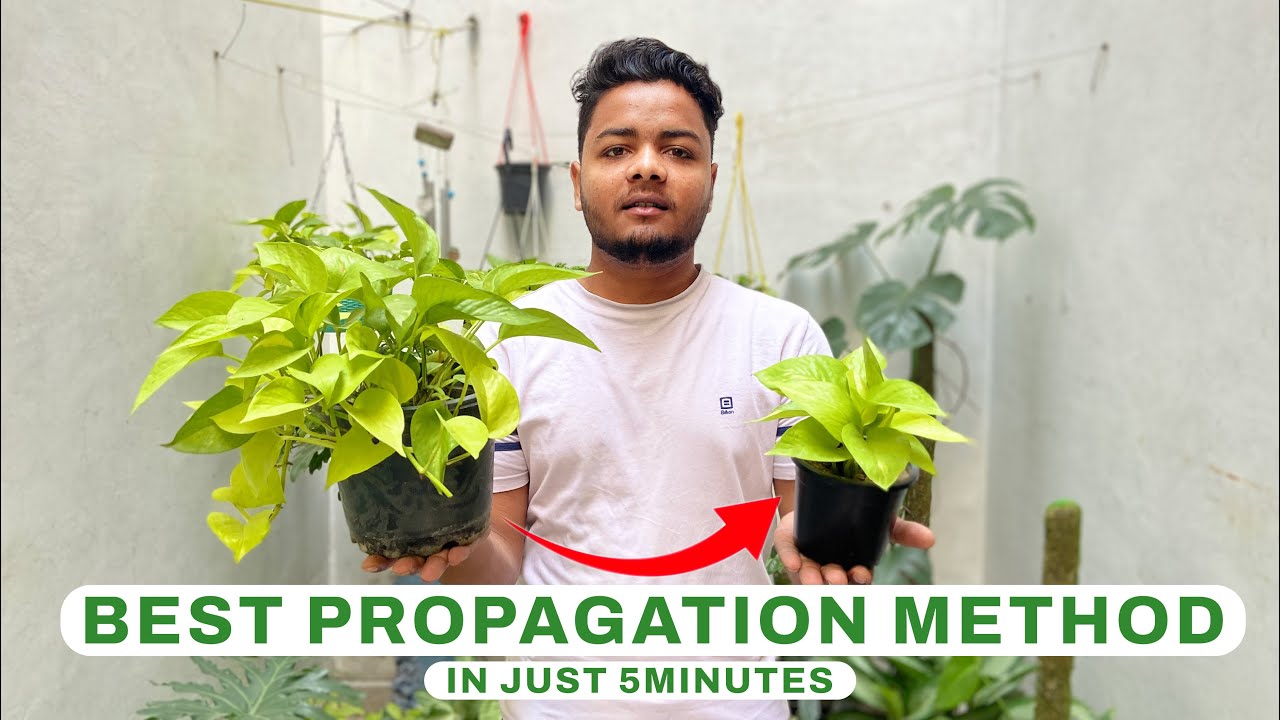 Caring of Neon Pothos | Golden Moneyplant | Neon Pothos propagation | How to Make Money Plants Bushy