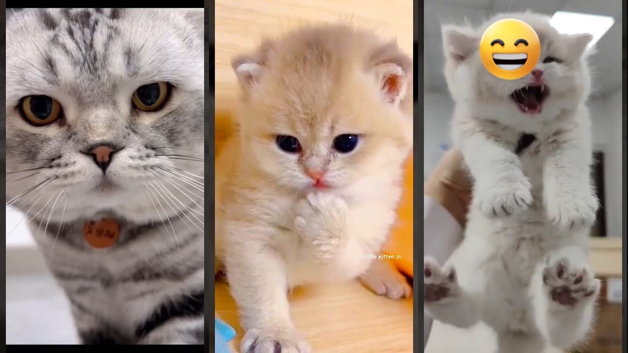 Funny Cats 2024 🙀 