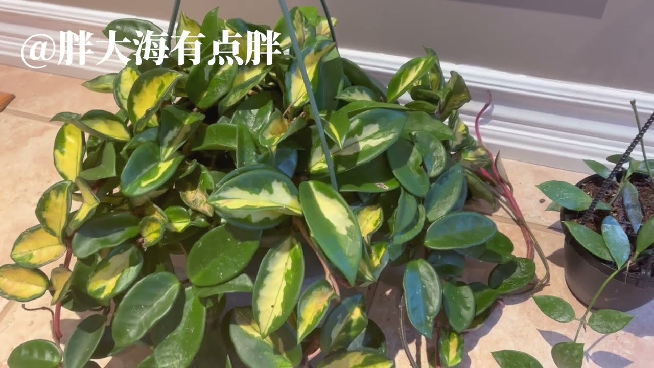 球兰开箱，又遇焦糖味球兰Hoya Carnosa Princess/Hoya Gracilis