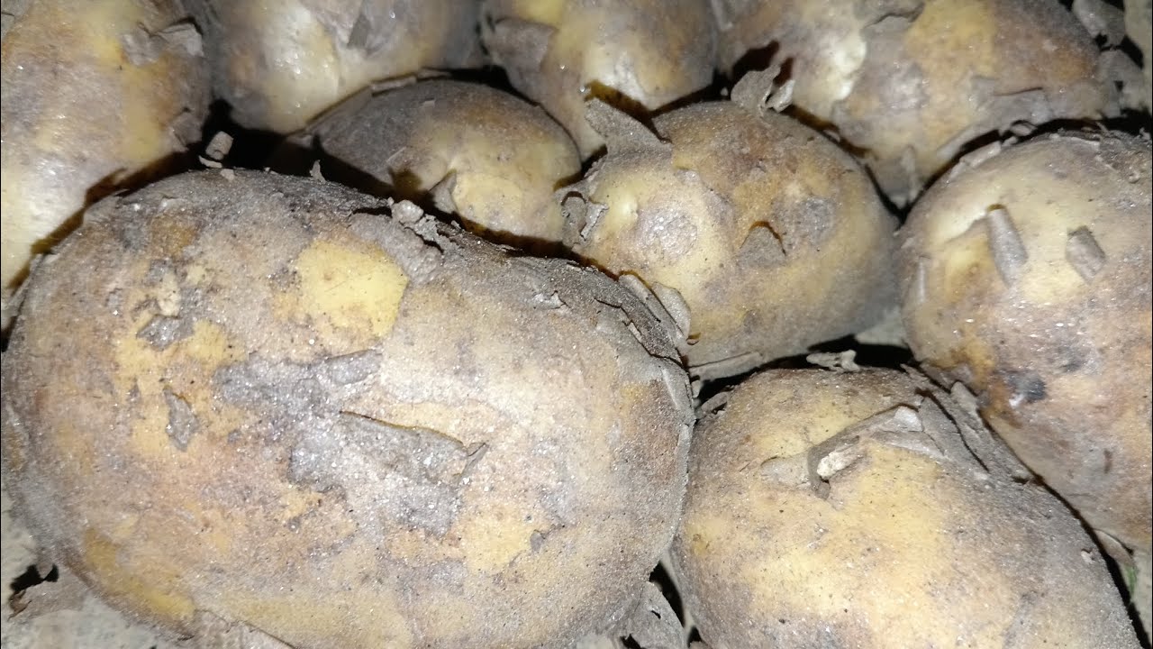 Potato and mixed vegetables farming @