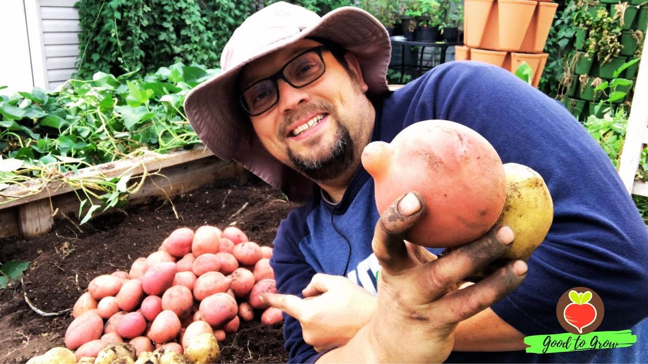 Unbelievable Potato Harvest: Our Best Crop Ever!