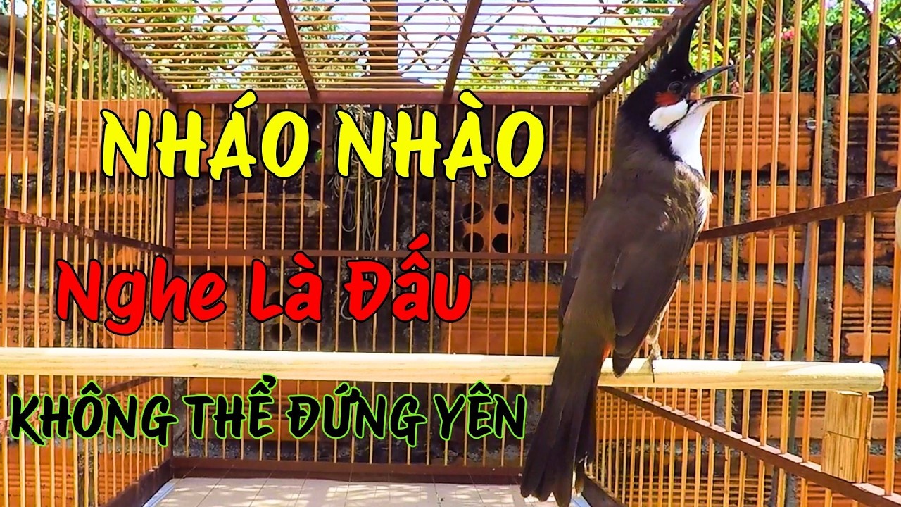 Chào Mào Kích Bổi Lên Lửa!.. Luyện Chào Mào Hót Đấu - Chào Mào Kích Trống Hót Căng Lửa. chào mào đấu