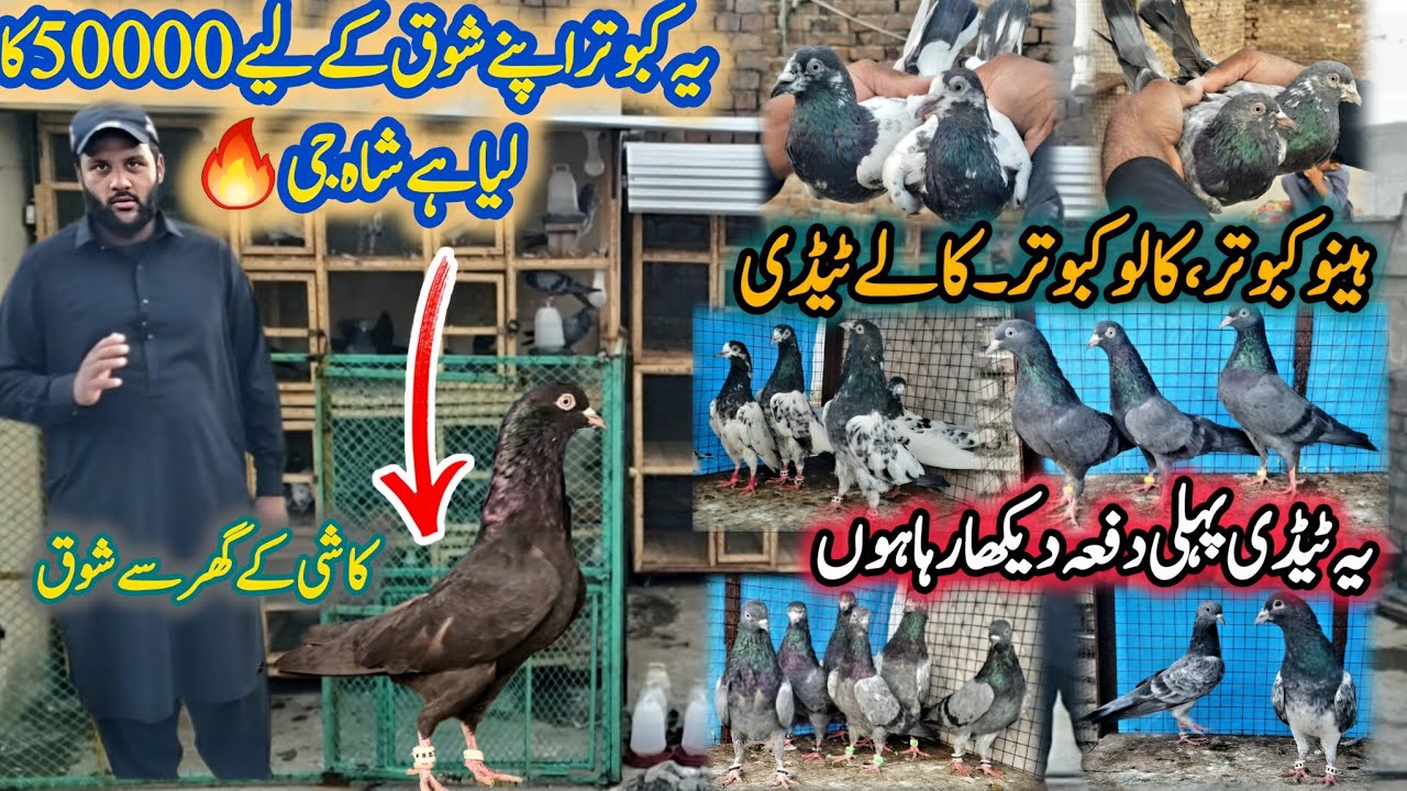 Best Pigeon Ever || 50000 Wala Kabootar || Aj High Level Kabootaro ka Shouq || 0332-193-7025 