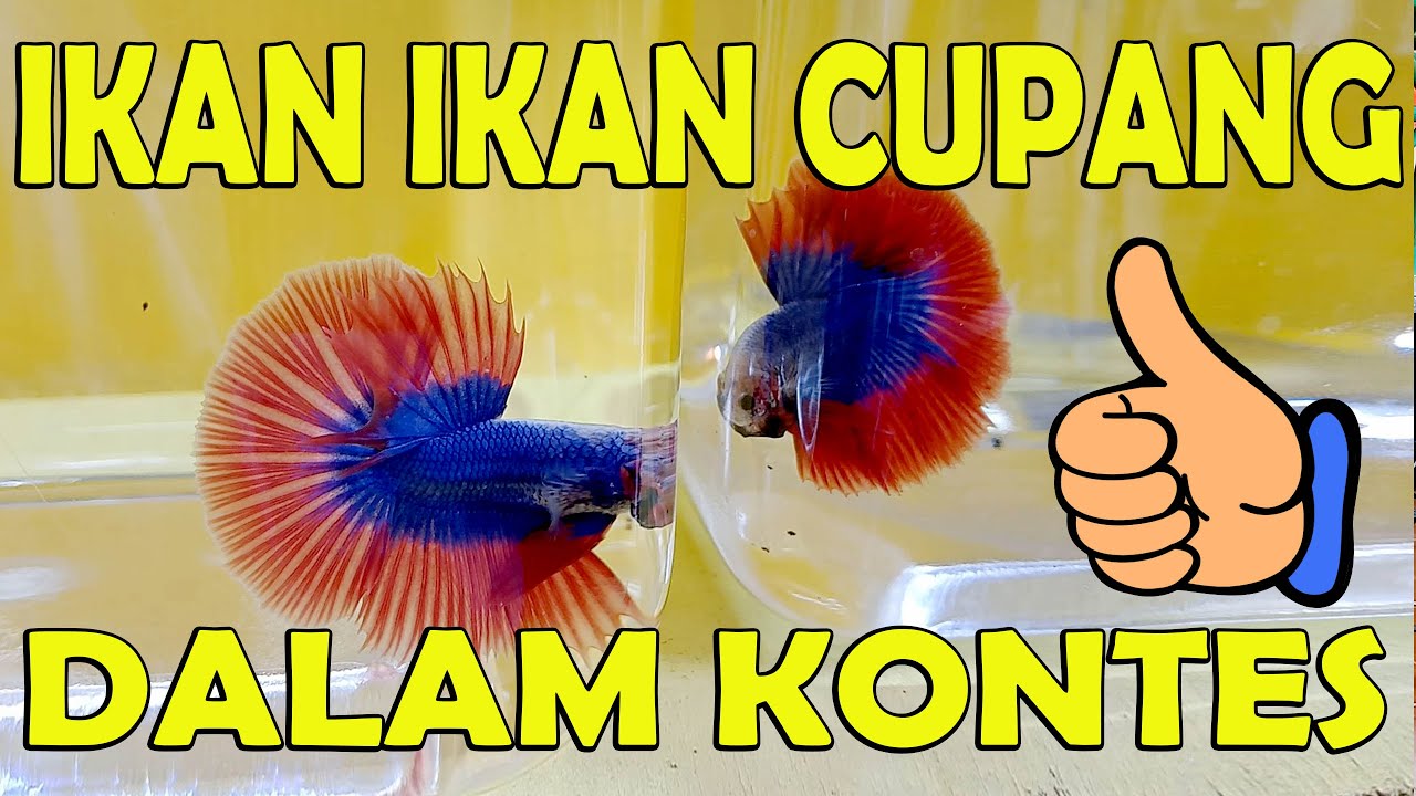 IKAN CUPANG DALAM KONTES  - DEEWAY GEMBEL