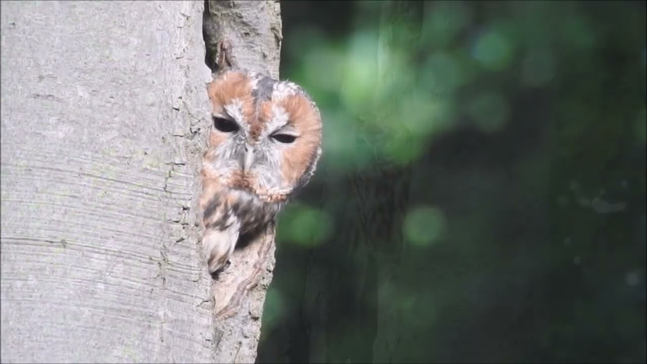 Uilen (Natuurlijk! 13-10-2025)