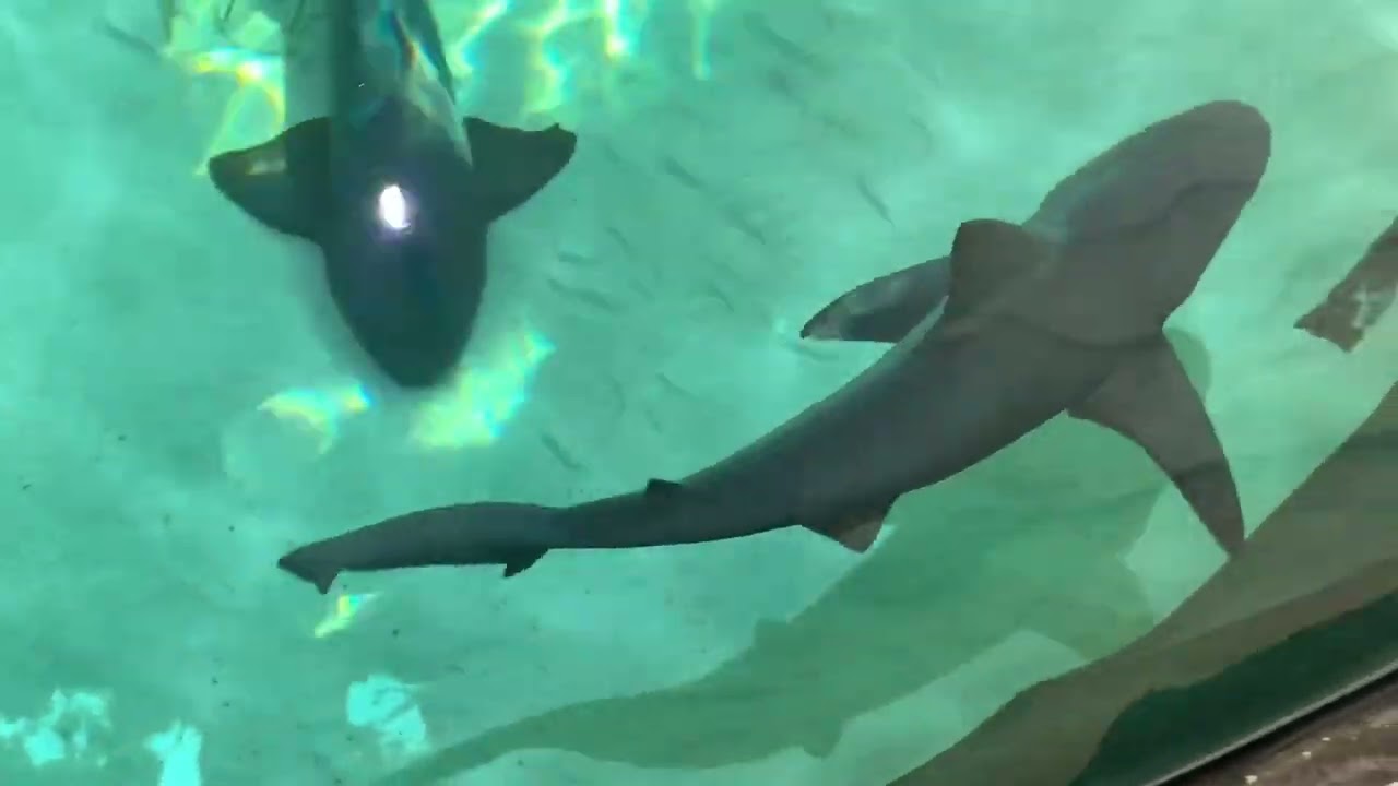 Aquarium trip and Behind the Scenes 