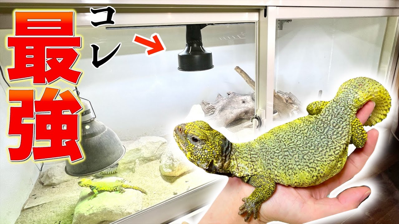 爬虫類界最強ライトを導入したら効果がエグすぎた！【メタハラ】