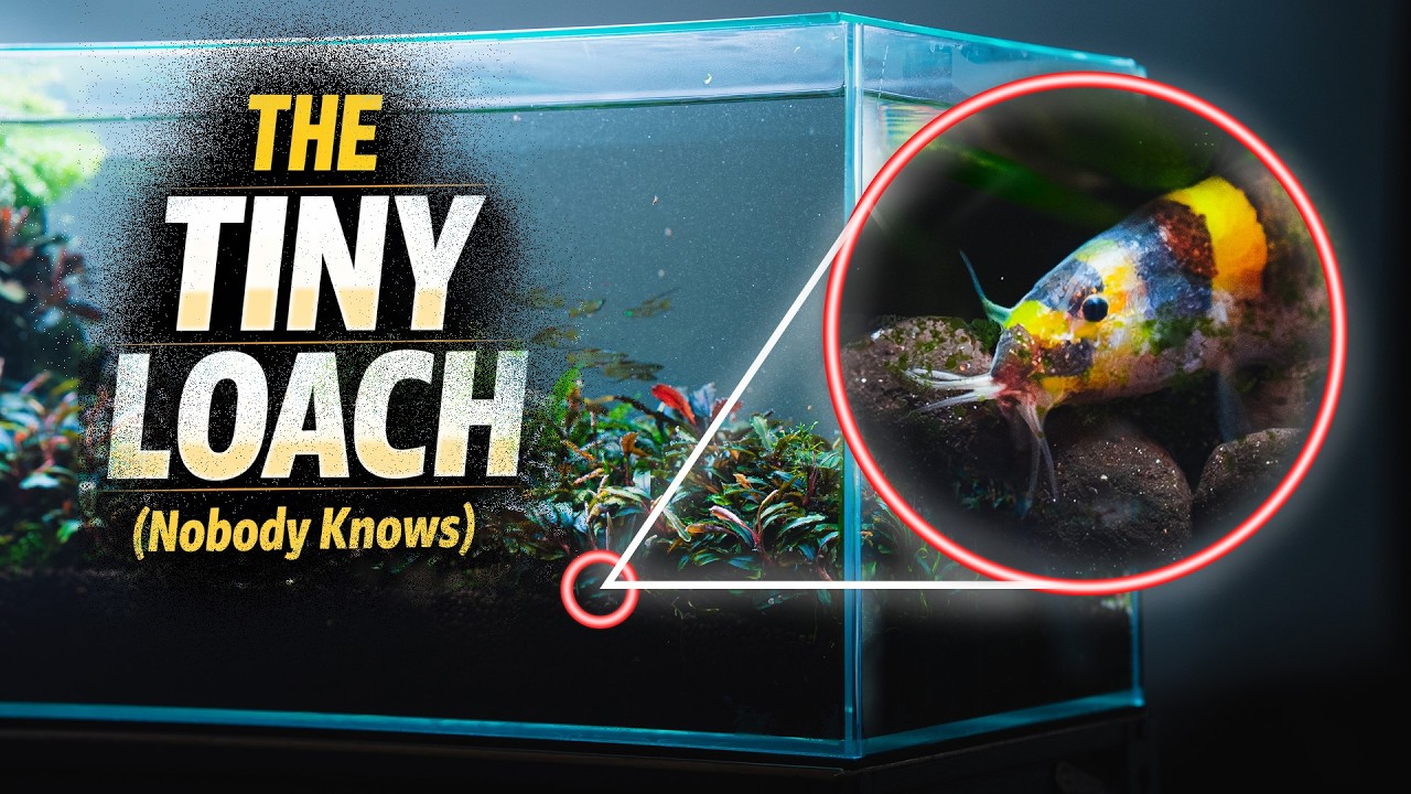 Маленький вьюн, о котором никто не знает