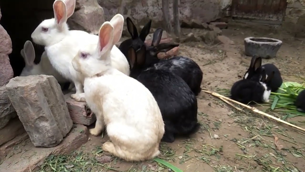 Rabbit washing h20226