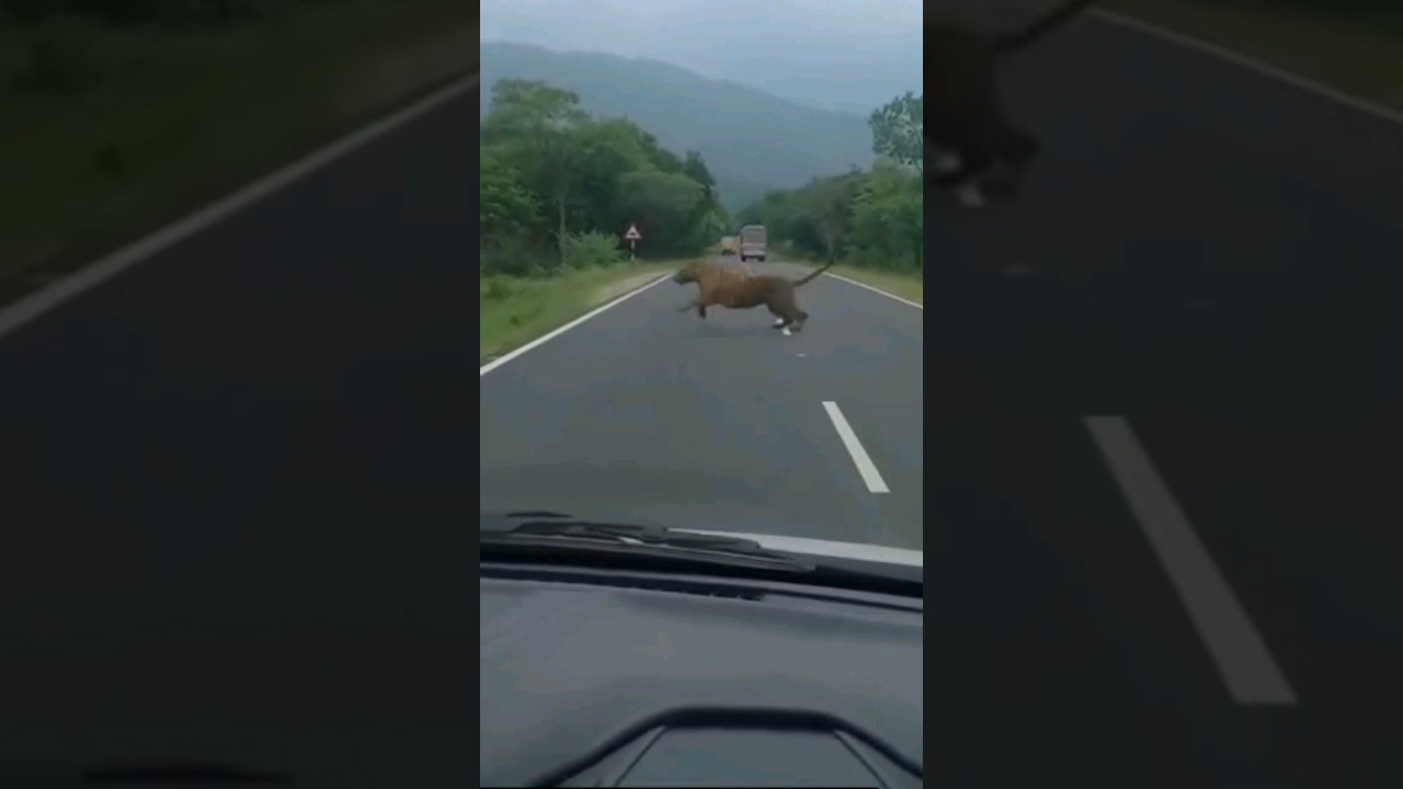 Tiger crossing in sathyamangalam forest 🐅🧐🧐 #shortsfeed #sathyamangalamforest #tiger #animals