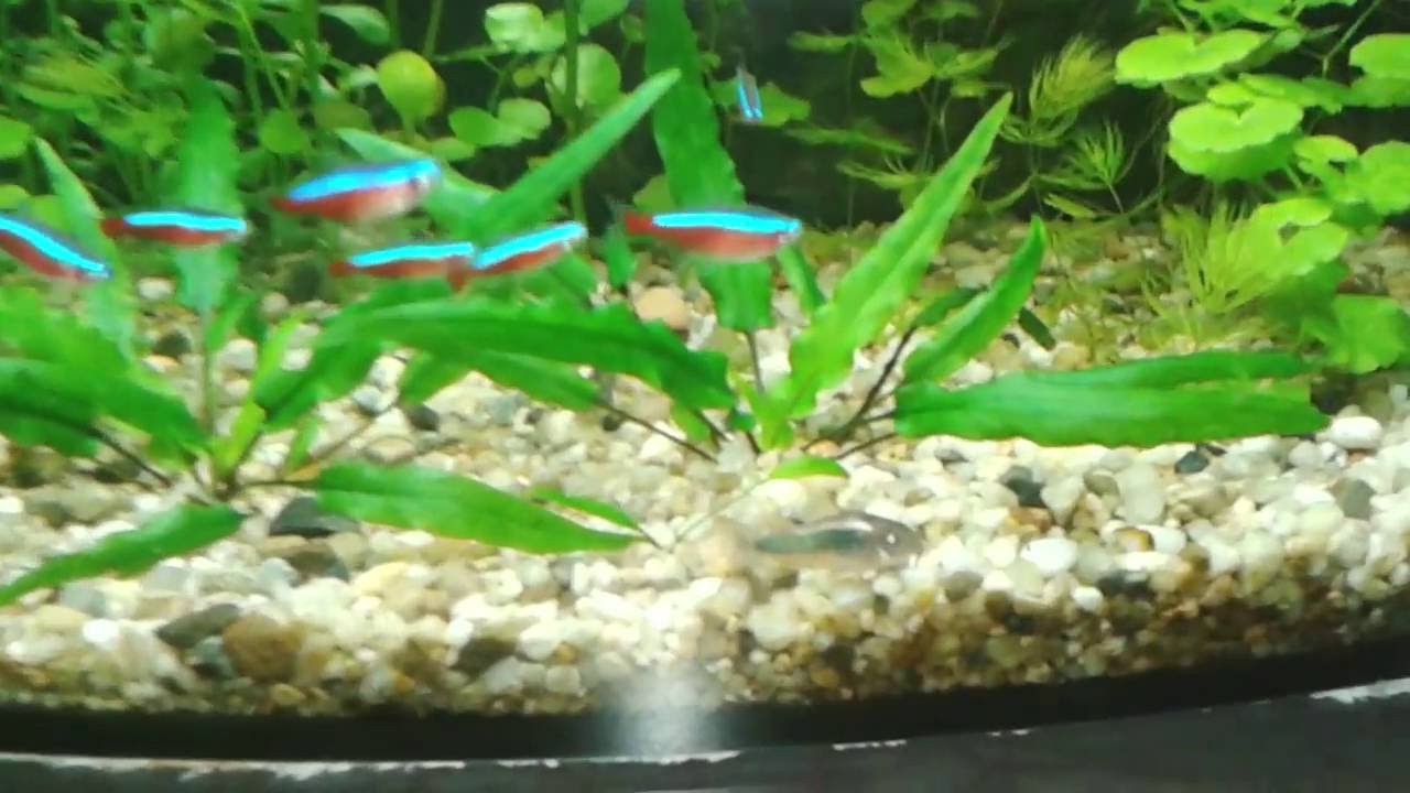 Akwarium 72l