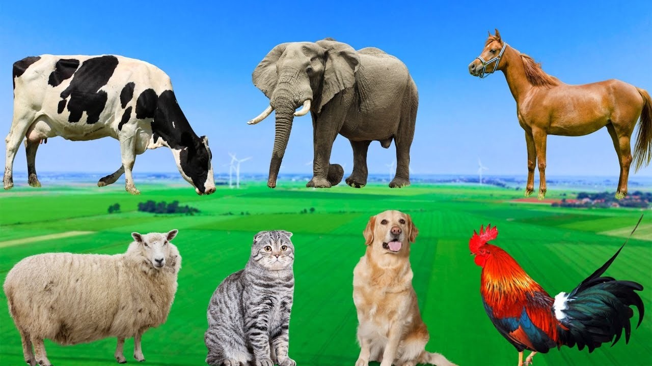 Sweet Animal Sounds Collection: Cow, Dog, Cat, Chicken, Sheep, Horse – animal sound