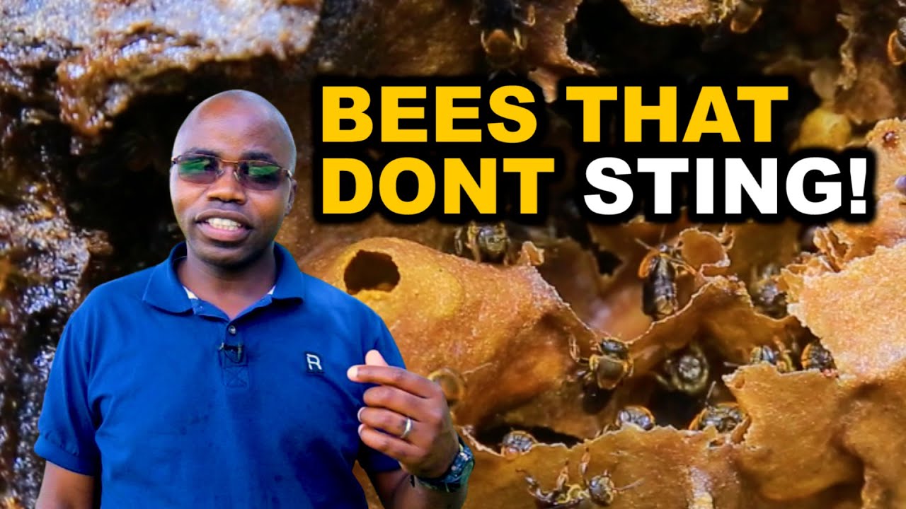 Stingless Bees And Why You Need To Keep Them | Numerous Benefits