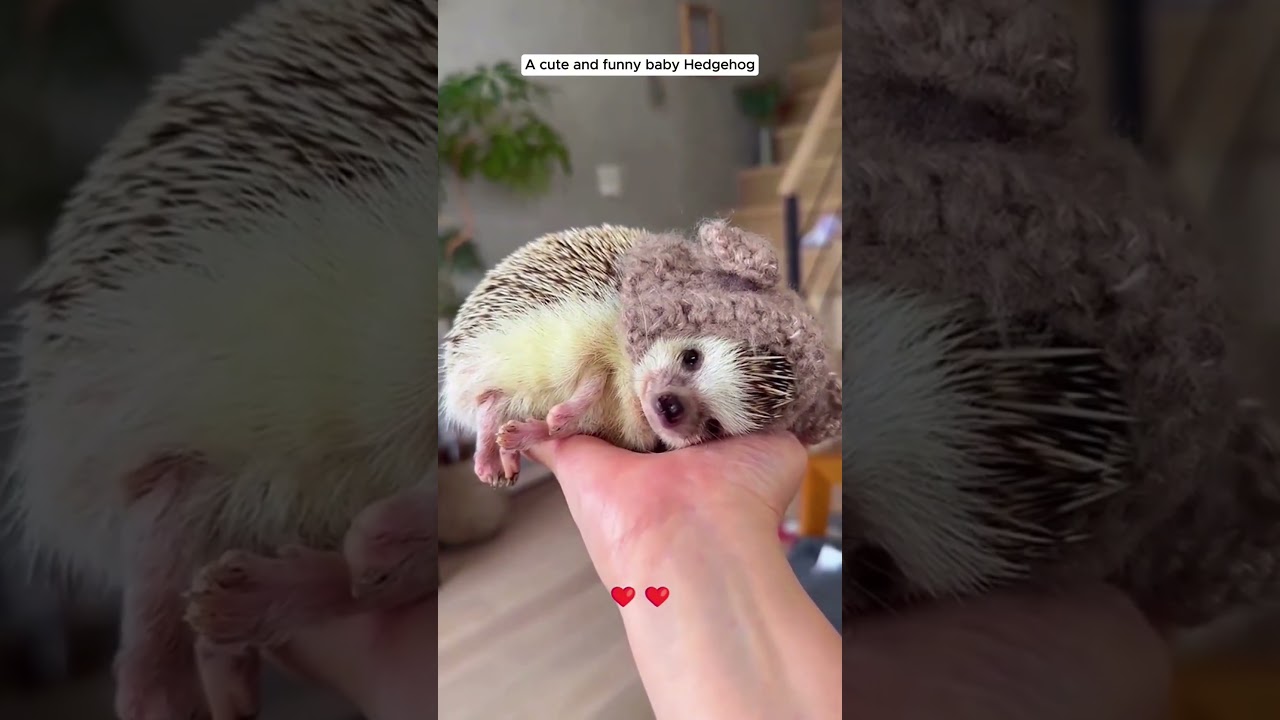 A cute and funny baby Hedgehog #hedgehog #babyhedgehog #short