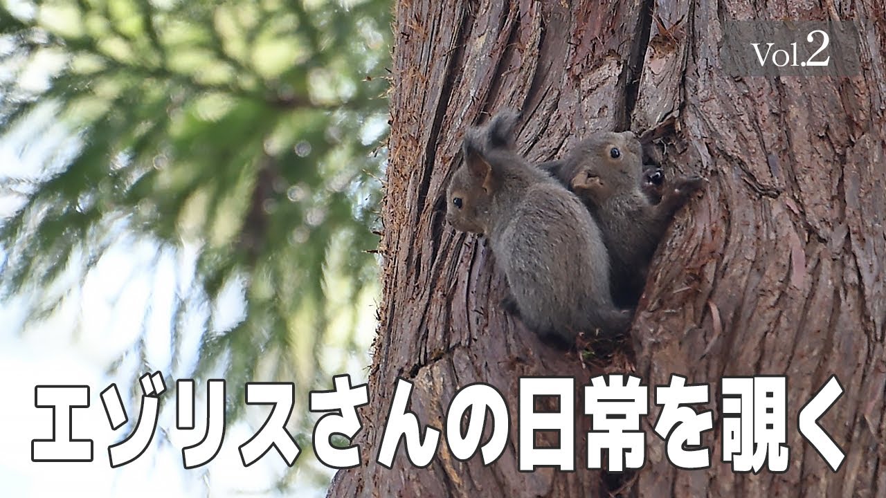 【エゾリスさんの日常を覗く】Vol.2　#エゾリス #北海道