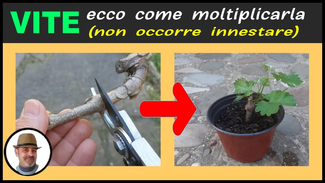 RIPRODURRE LA VITE PER TALEA, como reproducir el tornillo para talea, multiply the vine by cutting