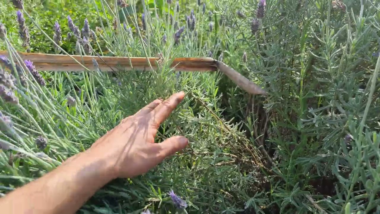 Como fazer a poda da lavanda/alfazema. Video Completo