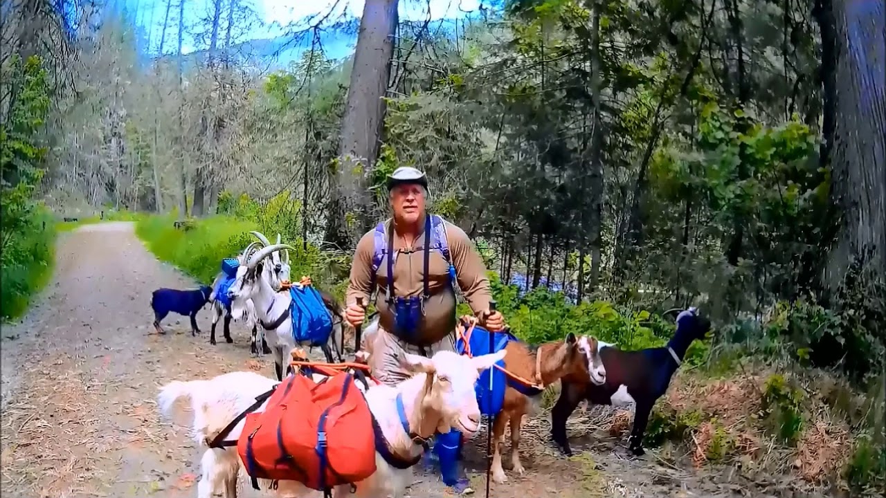 Pack goat trip: Meadow Creek, Idaho - May 2017