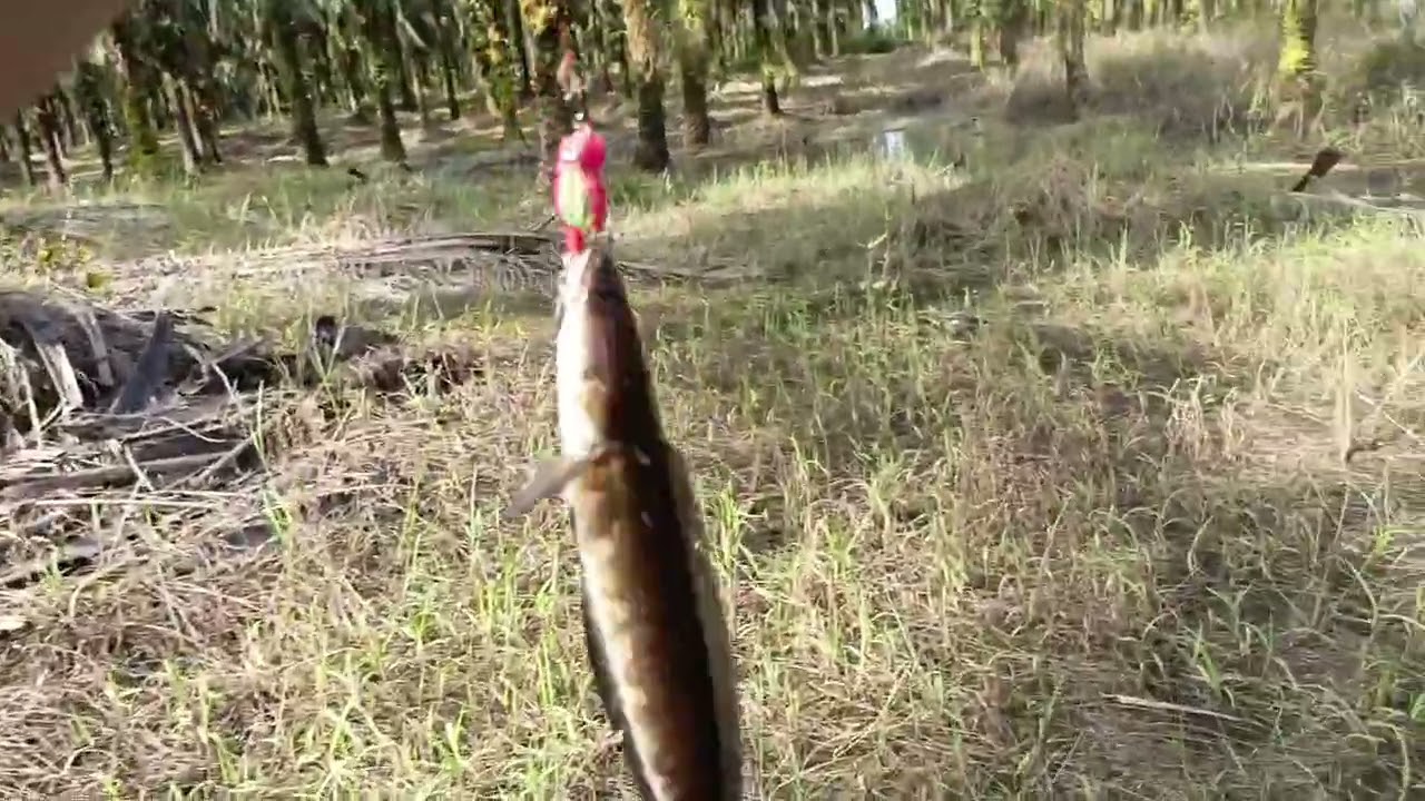 Keseruan Mancing ikan gabus di spot bajiran#1