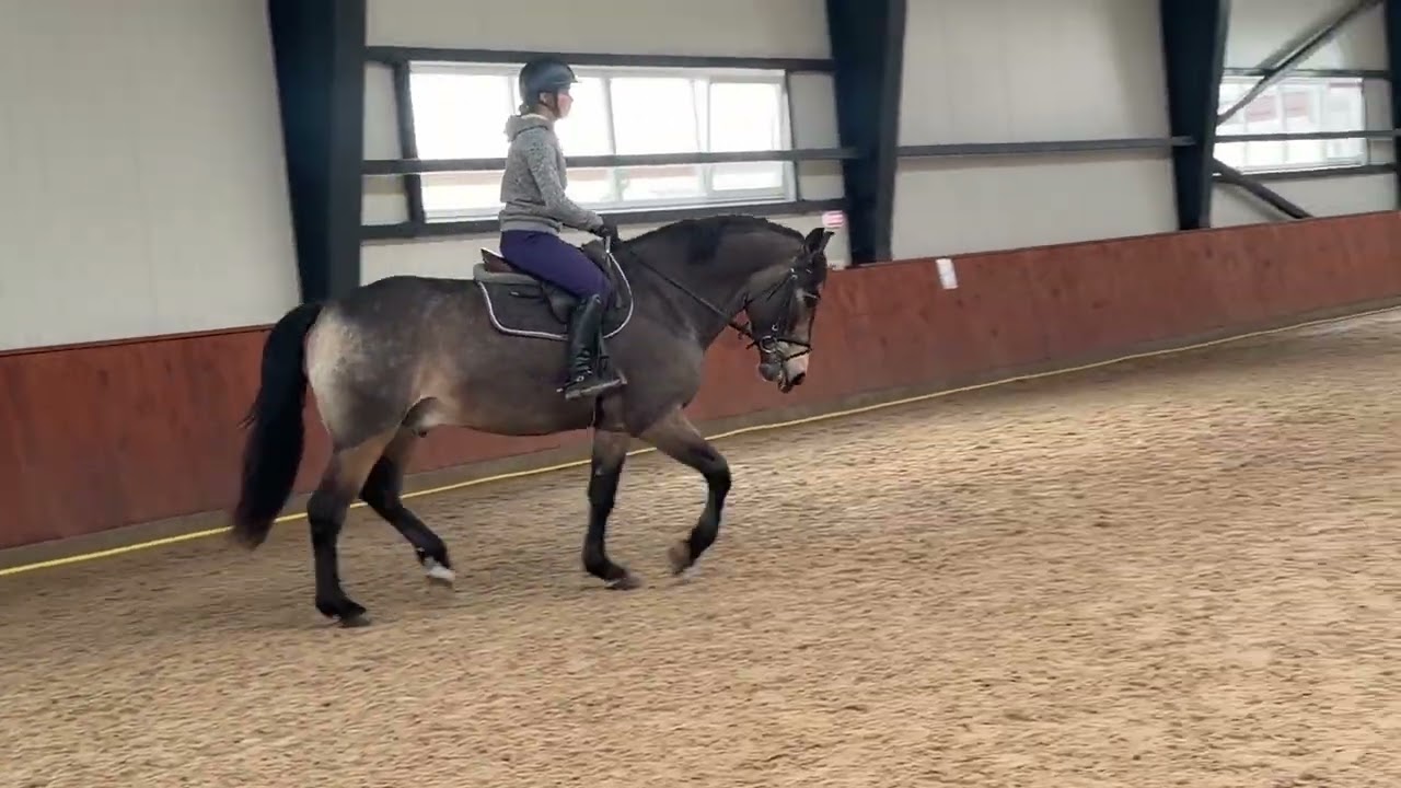 4 yo gelding for hobby/showjumping