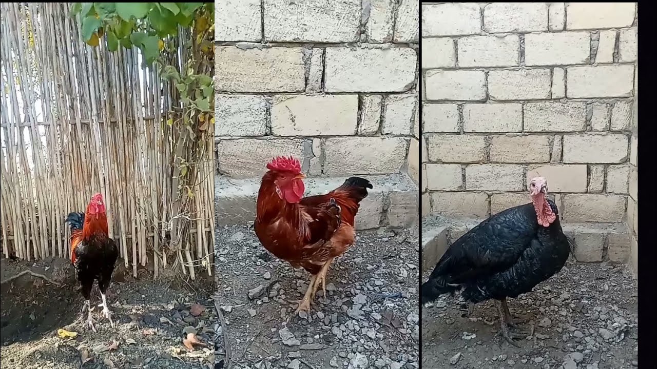Xoruzlarla Toyuqlarla gülməli #dublajlar 🐓 🐔 🦃 😂 #pt8 #xoruzlar #toyuq #hinduşqa #gülməlivideo 