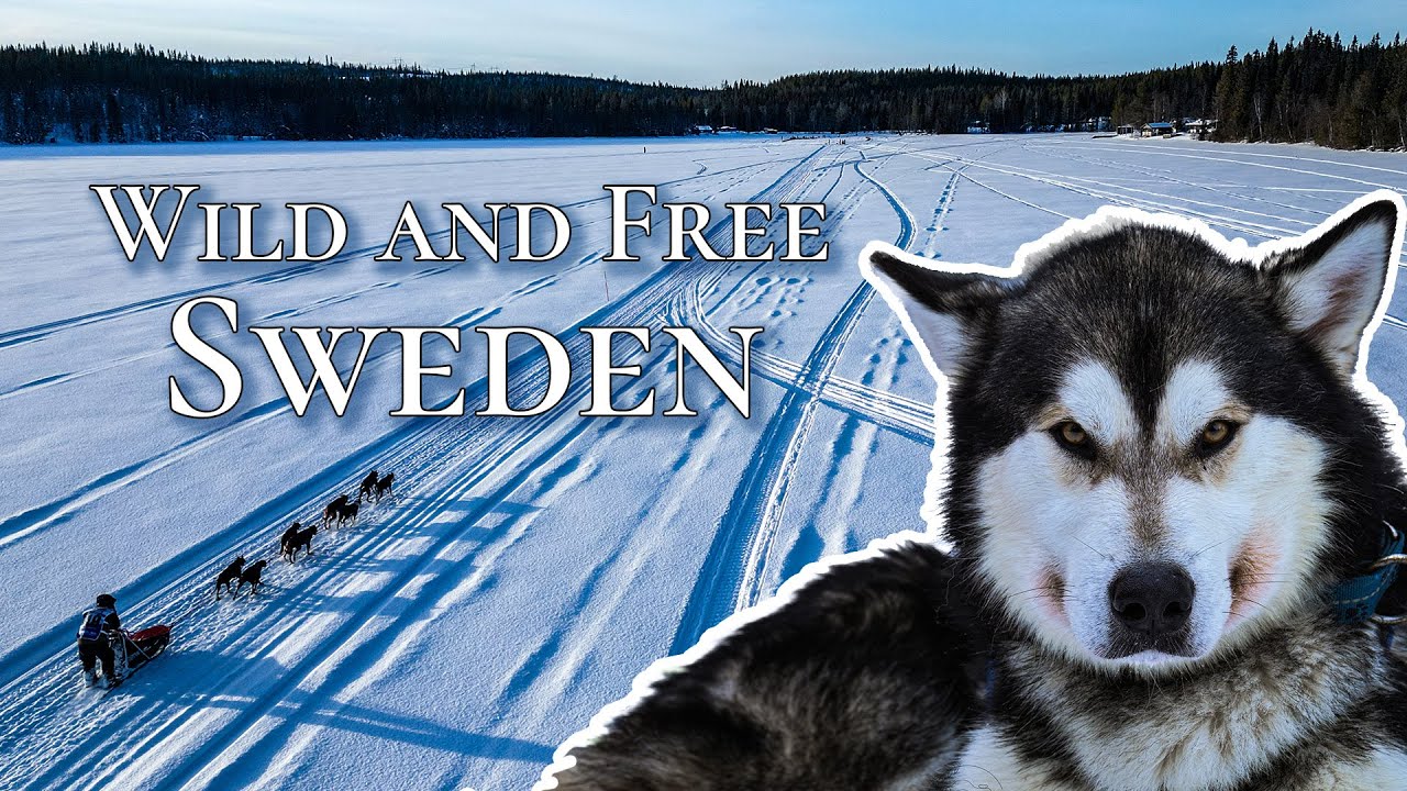My Experience Filming a Sled Dog Race in Sweden