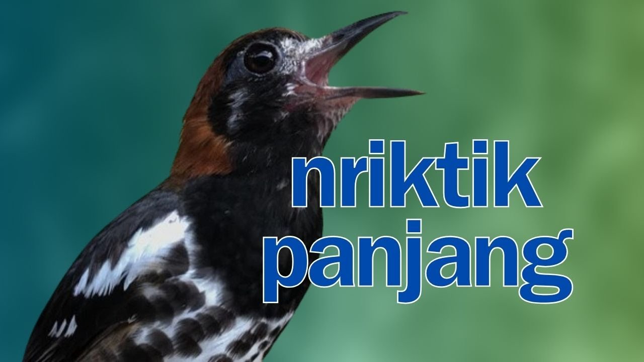 ANIS KEMBANG GACOR NGEPLONG