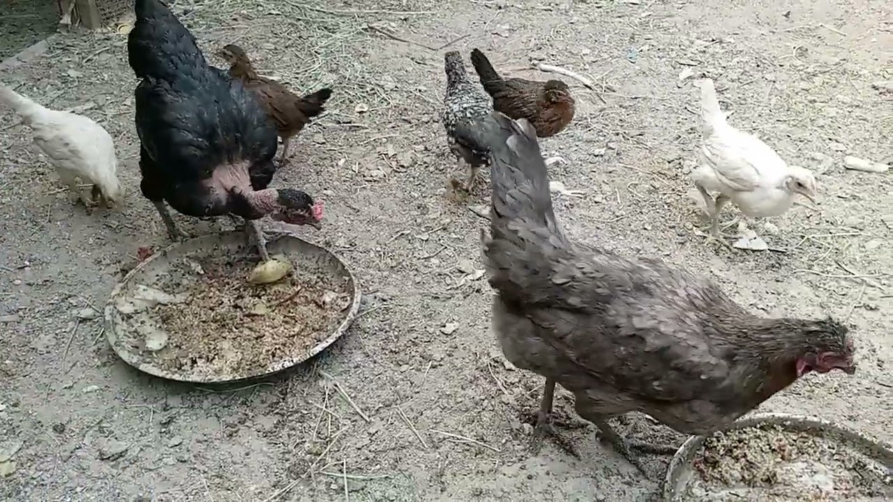 دجاج عرب وفراخ 🐓🐔🌹🥀