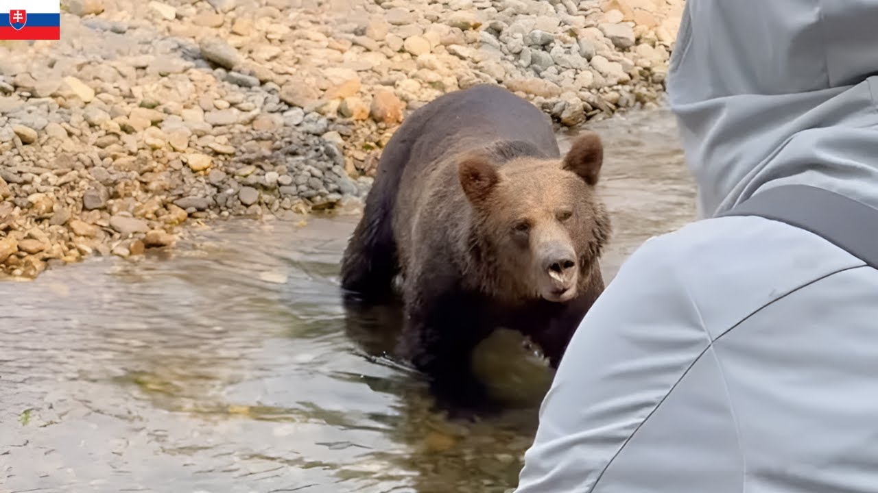Najdesivejšie Stretnutia s Medveďmi v Tatrách!