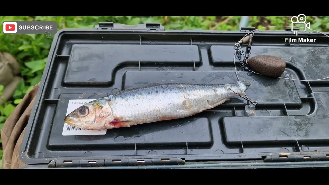 Dead bait and circle hooks #deadbaits#fishing #savagegear#parklandpiker #pike #piker #subscribe