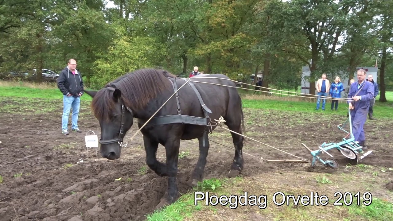 Dag van het ploegpaard 2019 in Orvelte