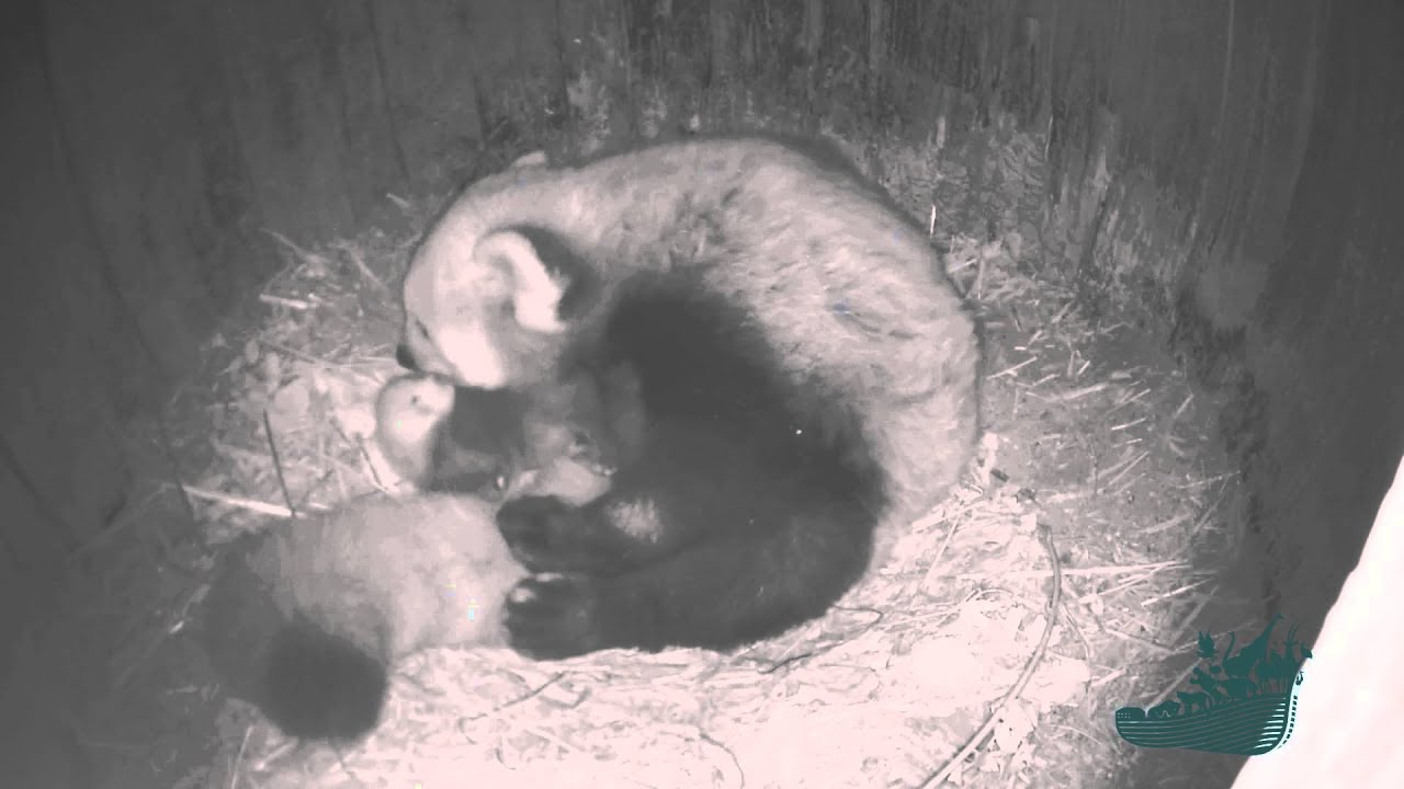 Nel nido del panda rosso