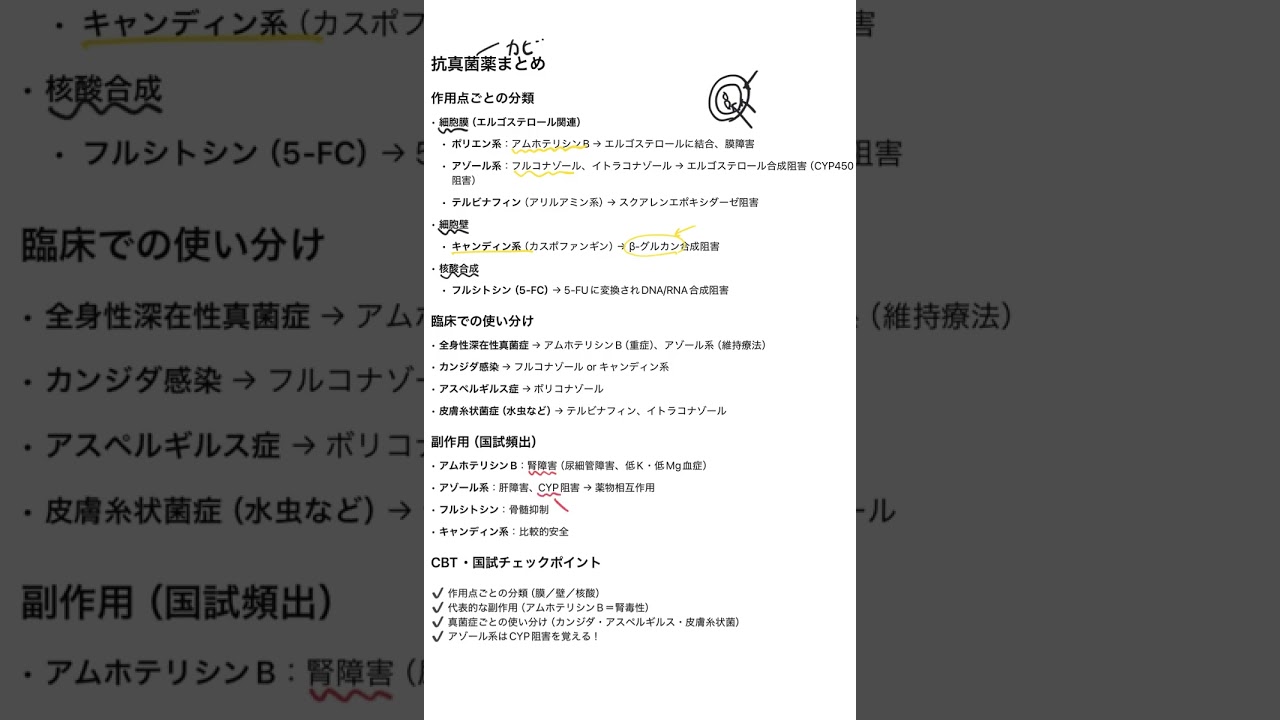 【3分で暗記】抗真菌薬の作用機序と副作用｜医学部・看護学生必見！#医学生 #真菌 #看護師国試 #薬理学