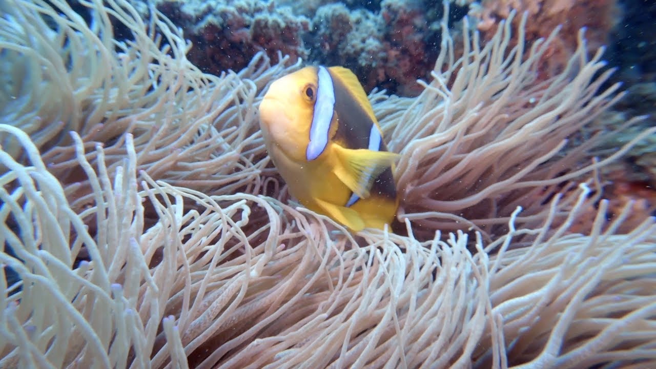 Diving the Reefs around Beqa Lagoon