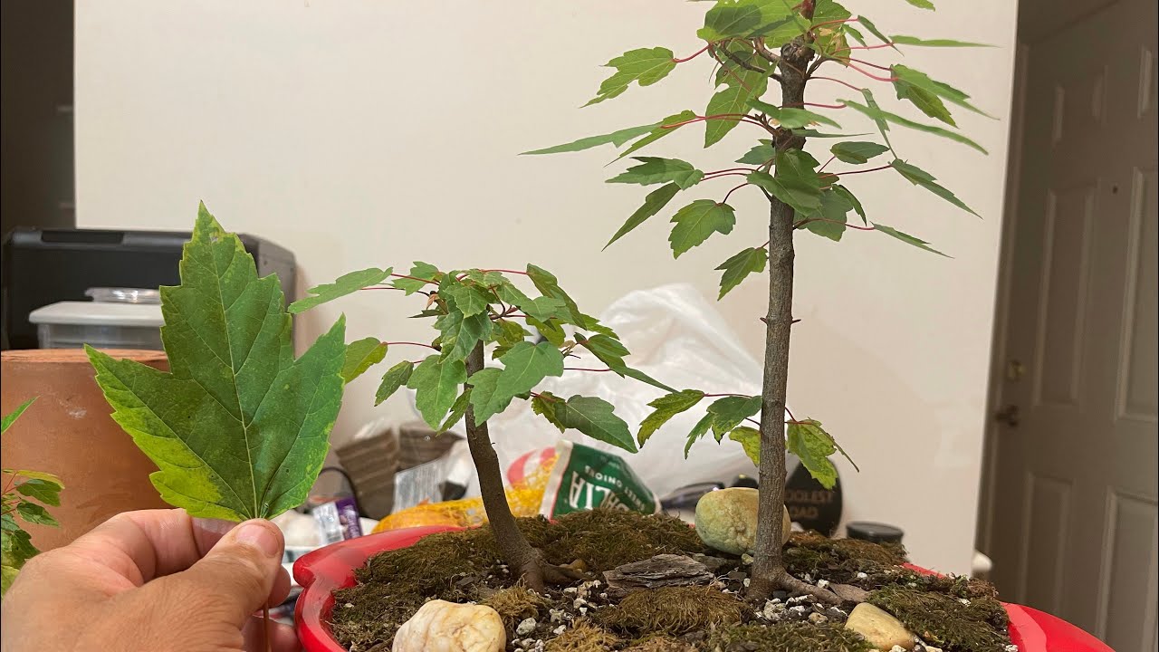 Red Maple Bonsai - Acer Rubrum - Leaf Size Reduction