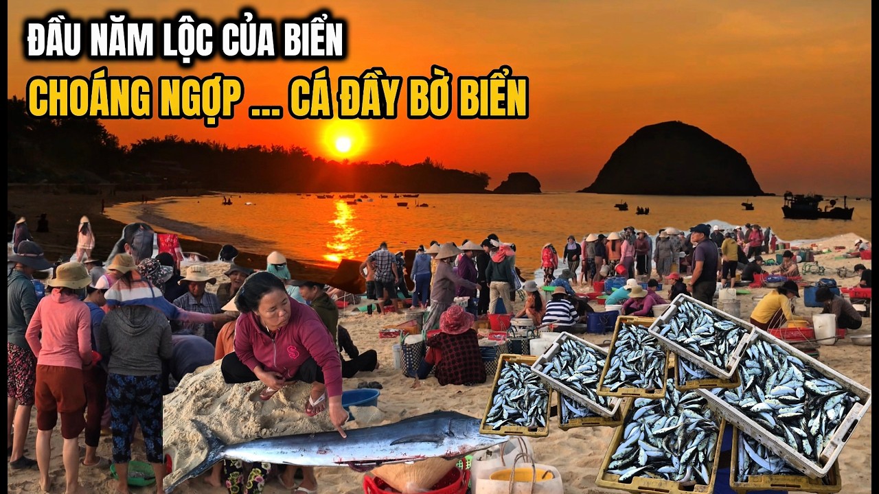 Choáng ngợp cảnh tượng lúc 5 giờ sáng lộc biển đầu năm cá chất đầy bờ biển ở Phú yên