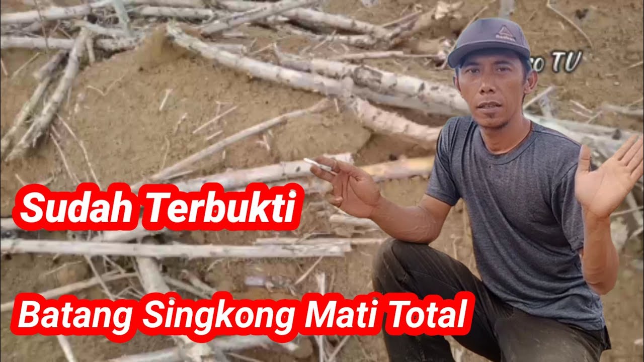 🔴Review OBAT Pilly‼️pada Batang/Bonggol Singkong.Gak perlu Rumpuk Lagi.