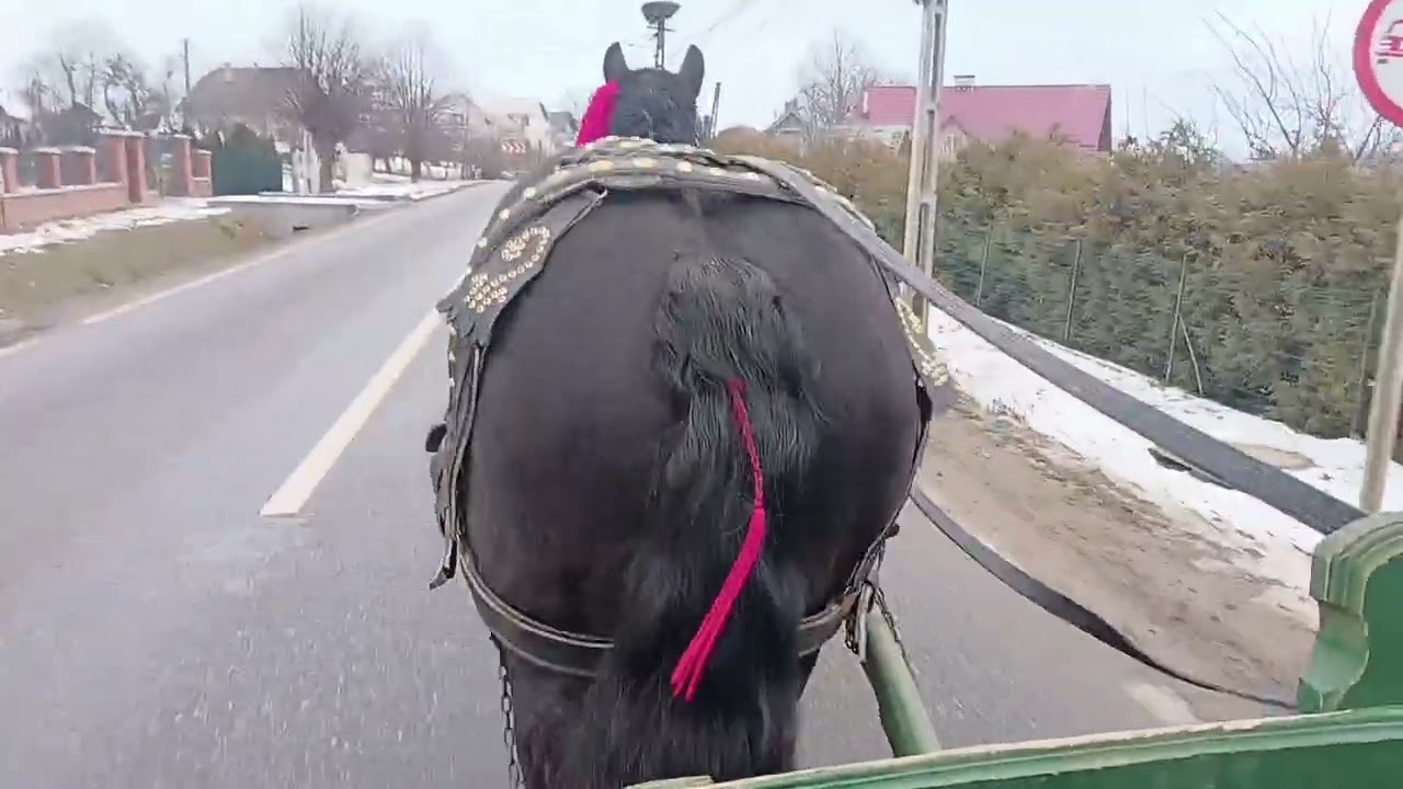 Calu lui Matei de la Horodnic de sus(VULTUR 🦅)