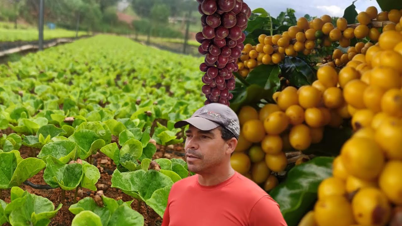 TODOS OS PRODUTORES DEVERIA SABER DESSAS INFORMAÇÕES