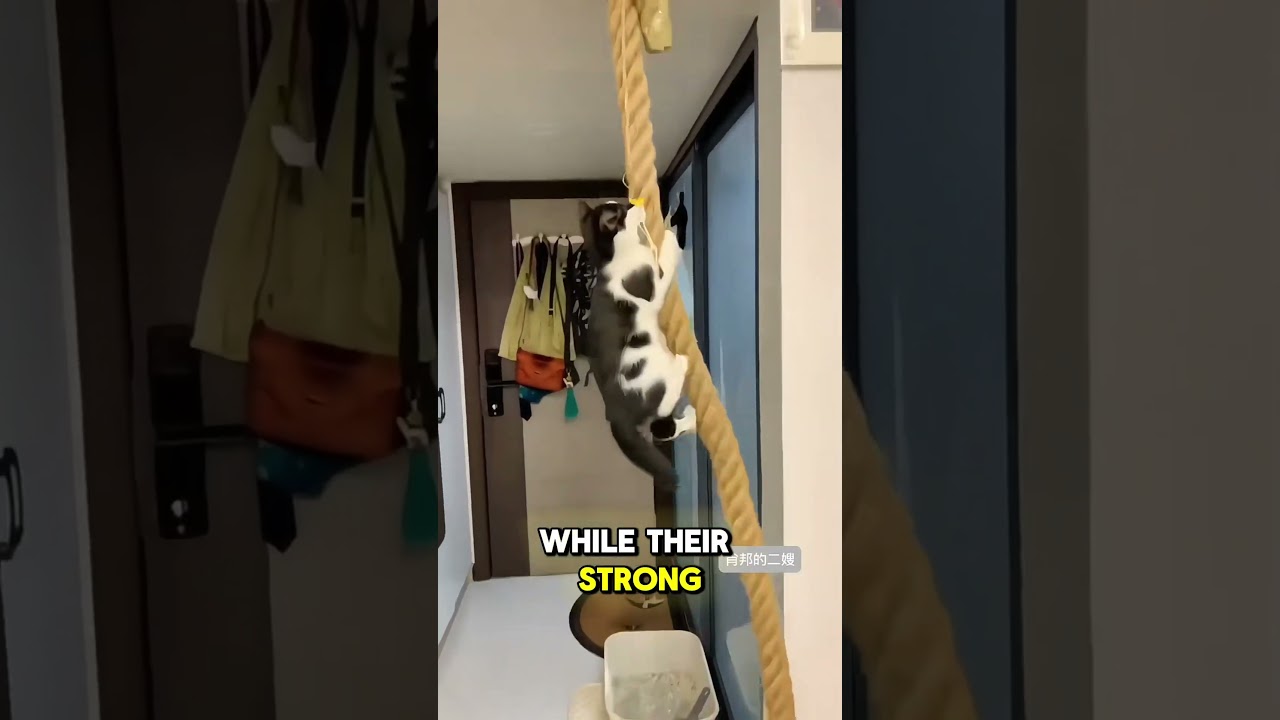 Watch Cats Defy Gravity with Incredible Climbing Skills! #CatSkills #ClimbingCats #AgileCats