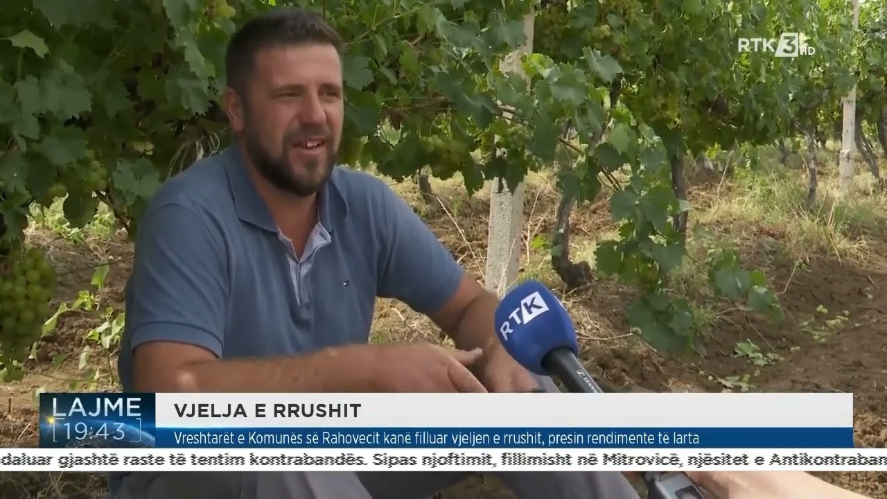 Vreshtarët e Komunës së Rahovecit kanë filluar vjeljen e rrushit, presin rendimente të larta