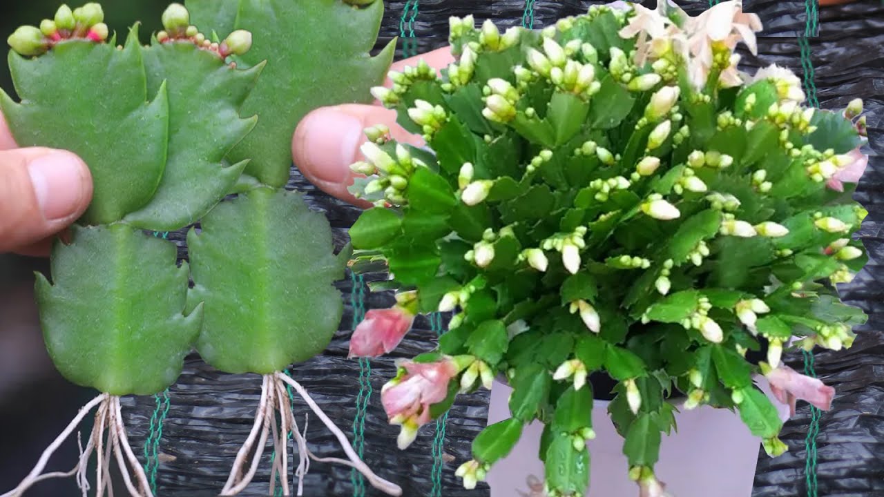 A great way to propagate and grow Christmas cactus in just 9 days