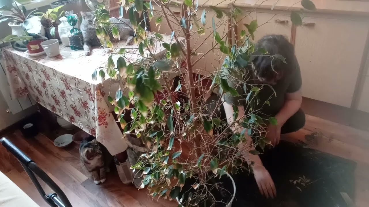 Принесла с помойки