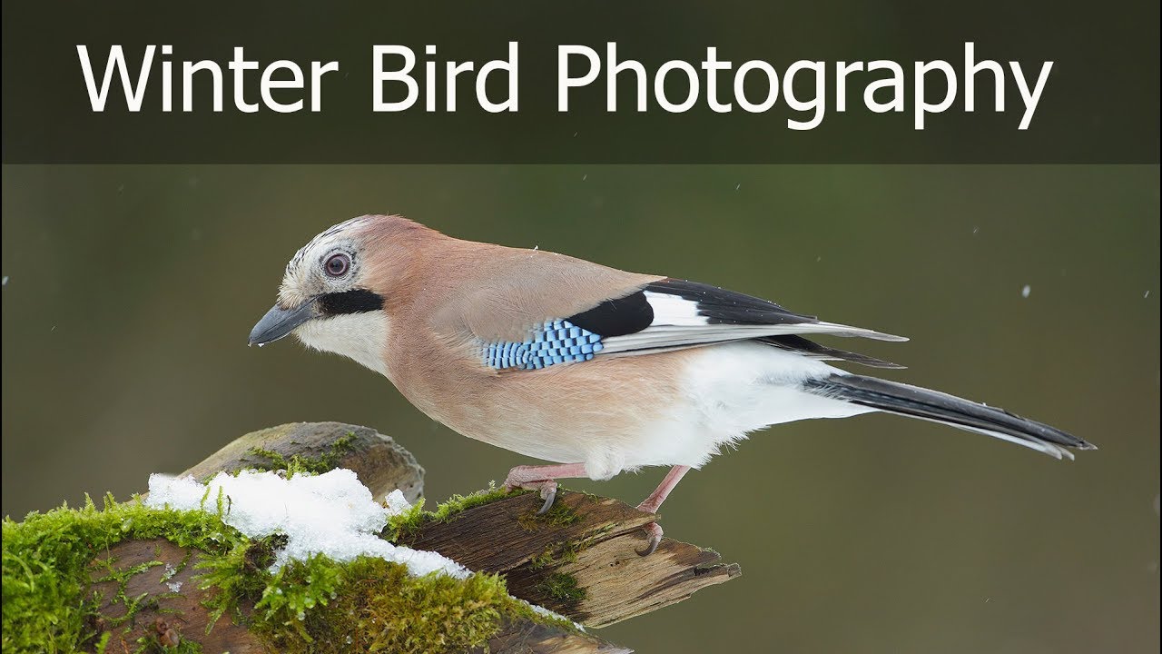 Bird Photography from a Hide - Tips on Shooting in the Snow (Canon 1DX & EF 500mm f/4 Lens)