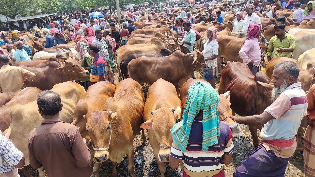 ৩/৫/২৫/জয়পুরহাট নতুনহাট থেকে খামারের উপযোগী ছোট বলদ গরুর দাম জানুন।