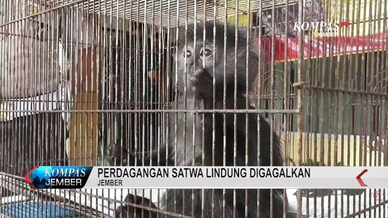 PERDAGANGAN SATWA LINDUNG DIGAGALKAN