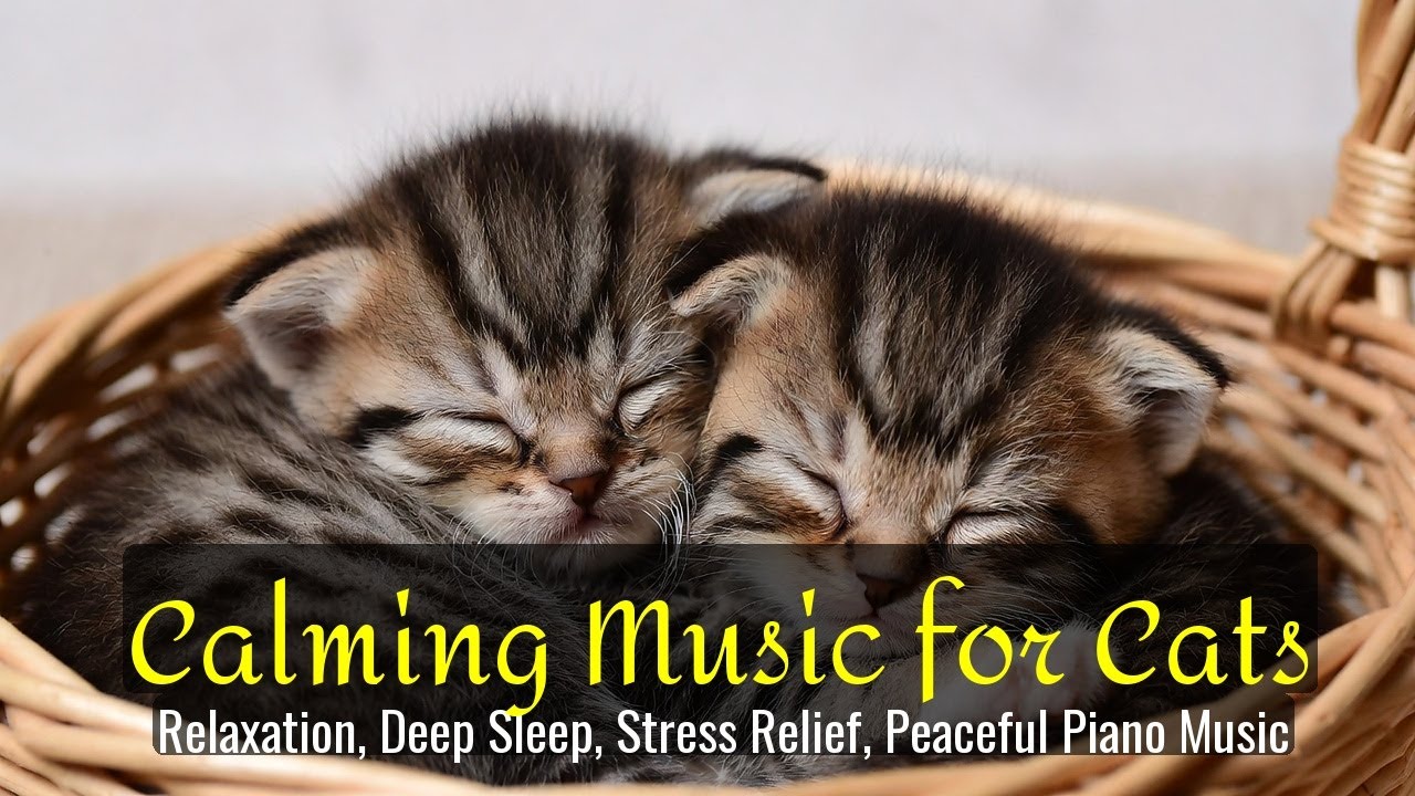 Calming Music for Cats - Relaxation, Deep Sleep, Stress Relief, Peaceful Piano Music | Season 53
