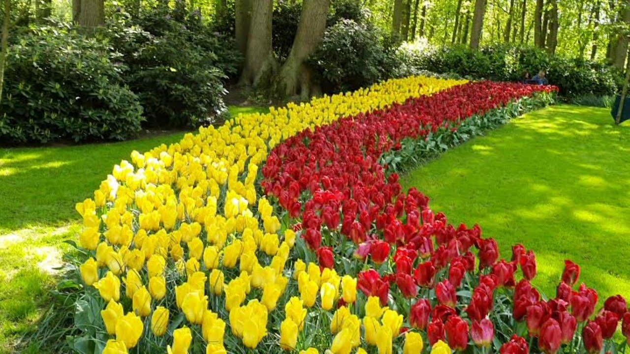 Tham quan vườn hoa Tulips. Nổi tiếng của Hà lan